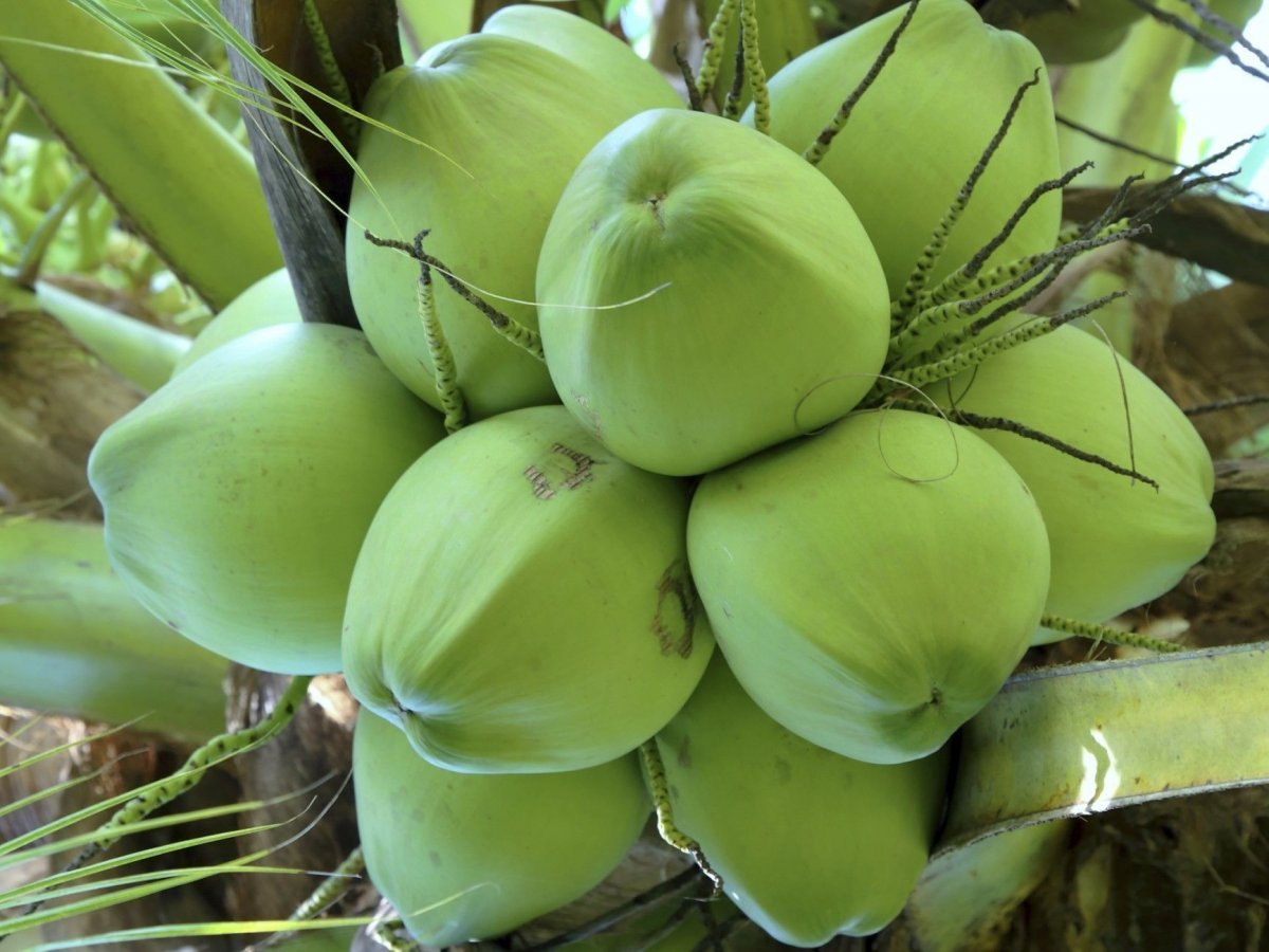 Kỹ thuật trồng và nhân giống dừa sáp hiệu quả